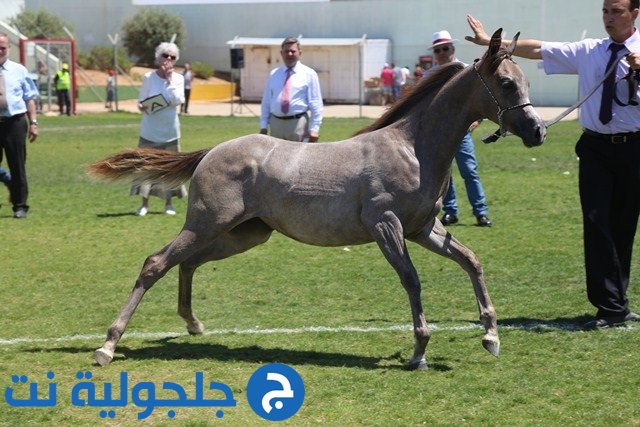  كفرقرع تحتضن مهرجان الربيع لجمال الخيول العربية ال٢١